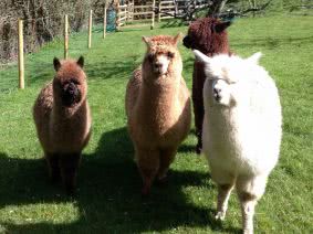 Meet and help feeed the alpacas: Ben, Hector, Sammy, John and David